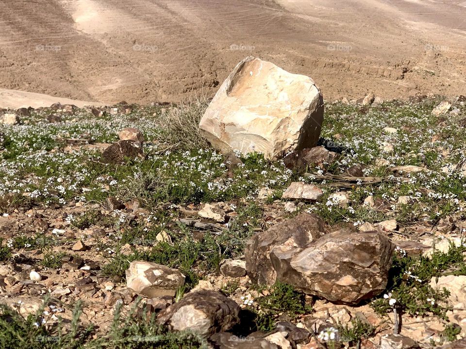 Spring and bloom at the desert