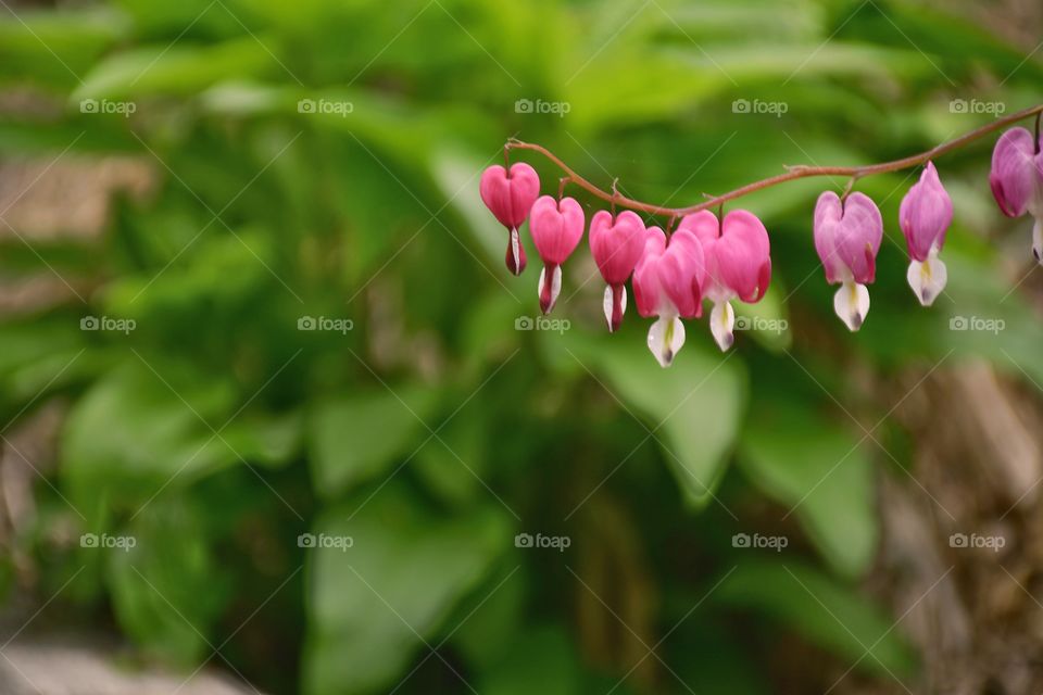 Bleeding heart 