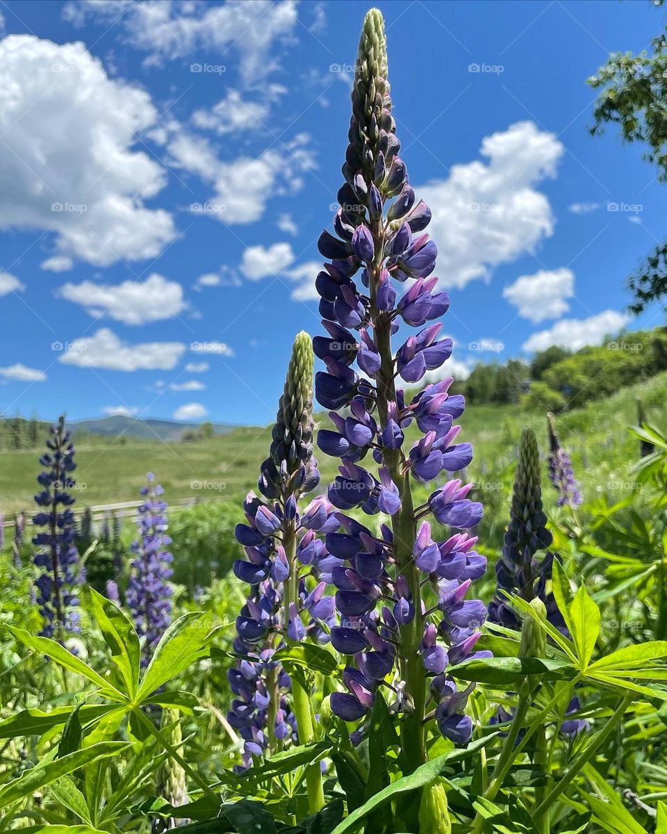 Purple Aspen Lupines 😍
