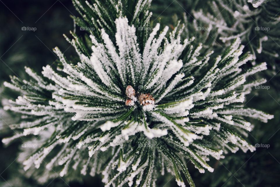 Frozen pine tree branch in winter