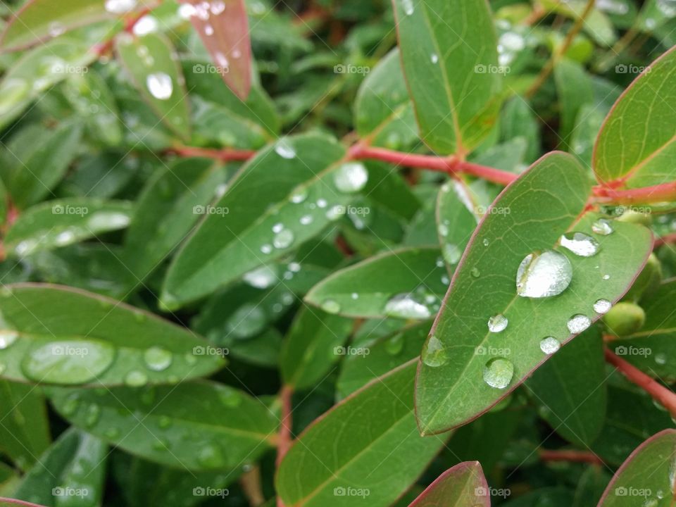 Rain drops on leaves