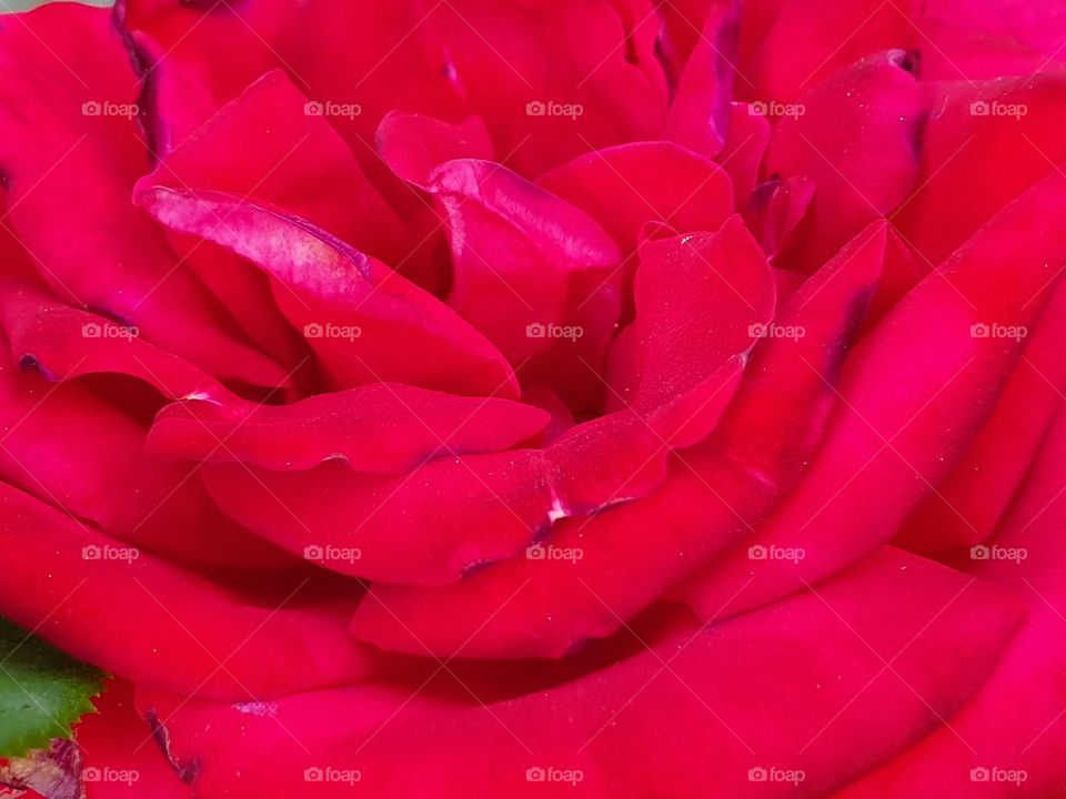 vivid red rose macro