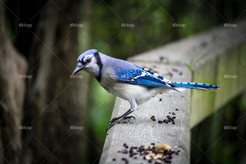 Curious blue jay