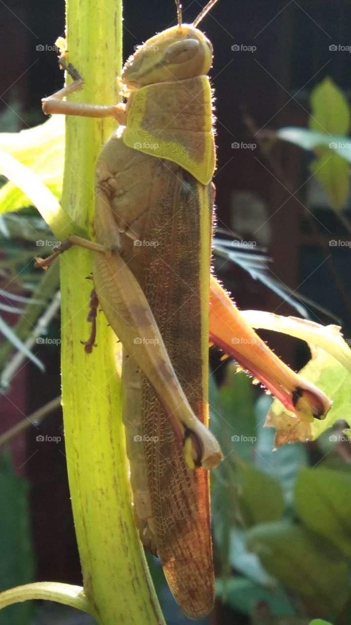 animal, locust