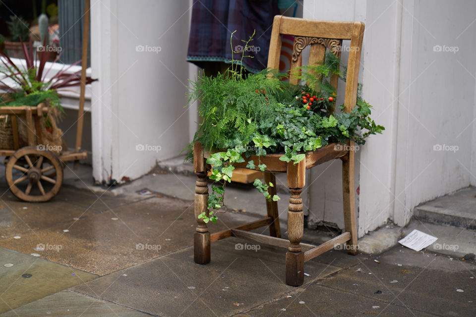 Plants in wooden chair