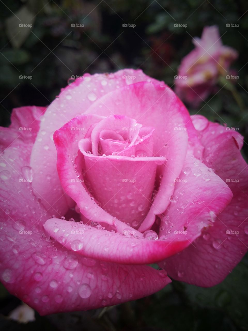 Pink Rose