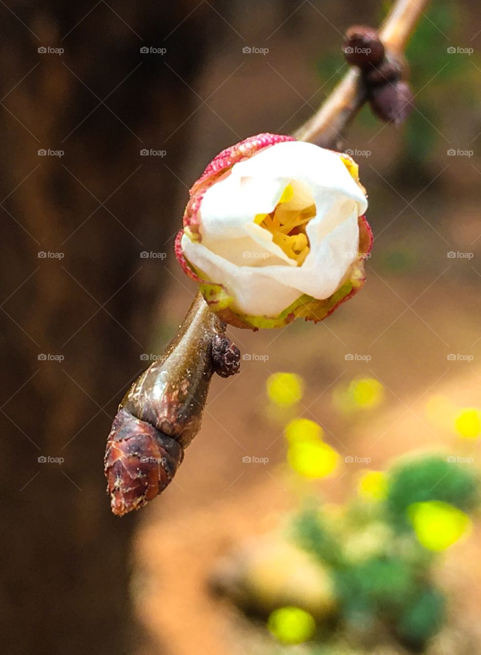 Apricot fruit tree buds and blossom on branch 