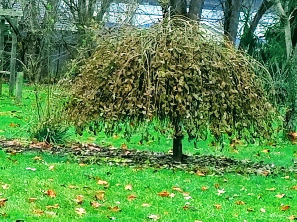green tree summer autumn