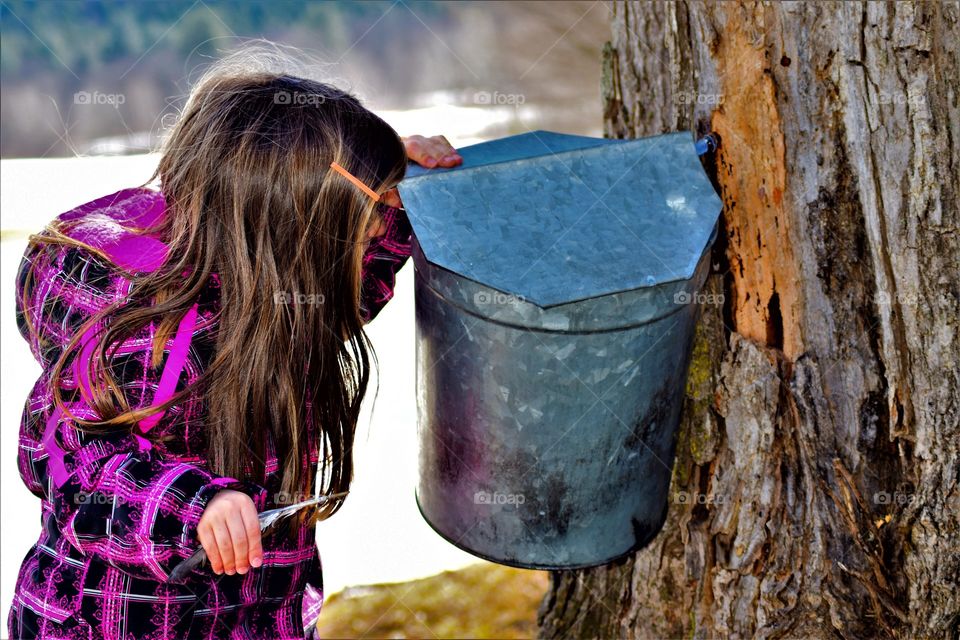 little girl checking sap buckets