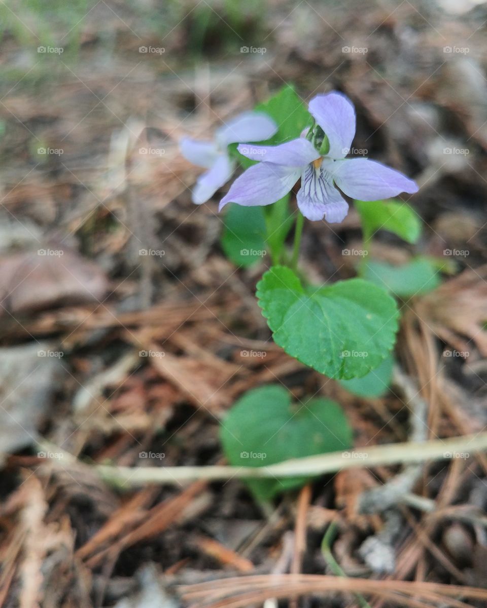 little wild violet