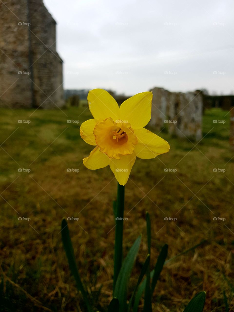 Lonely daffodil