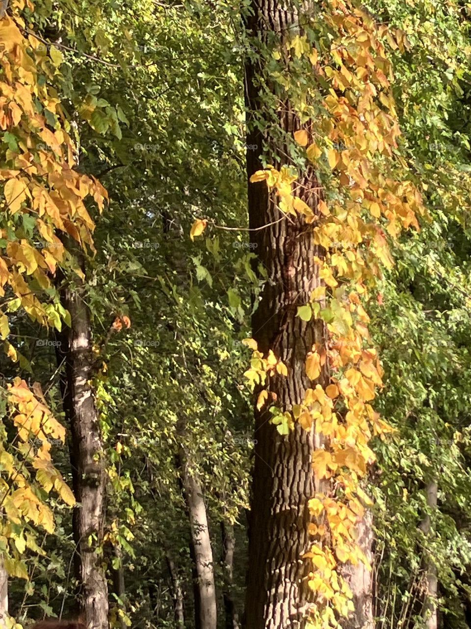 Bright yellow fall nature leaves 
