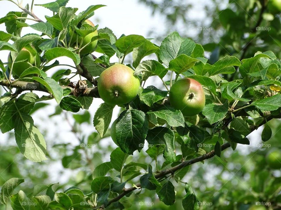 hanging apples