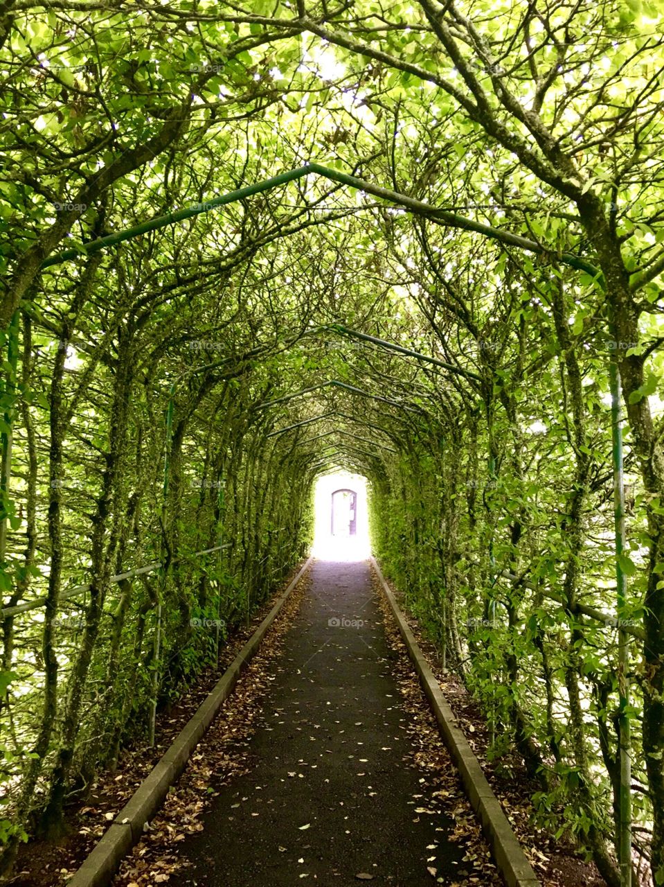 Dromoland Castle gardens - tunnel of green!