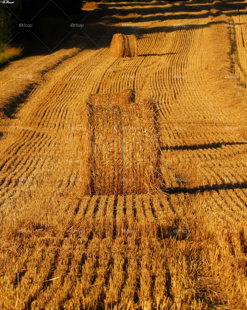 After the harvest