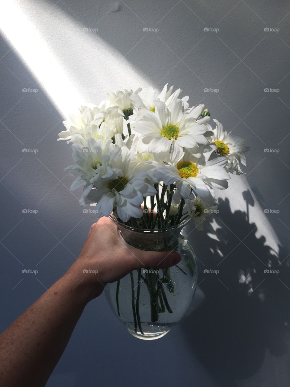 Bouquet of Daisies in the Sunlight 