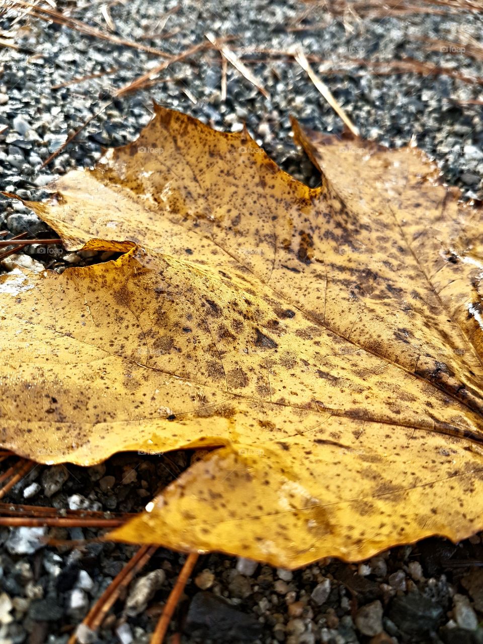 Macro Maple Leaf
