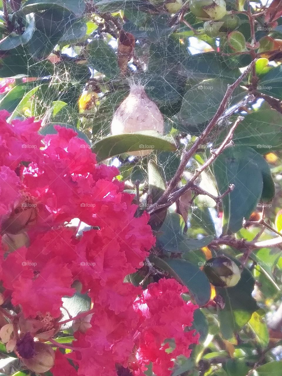 spider egg sack in a myrtle tree