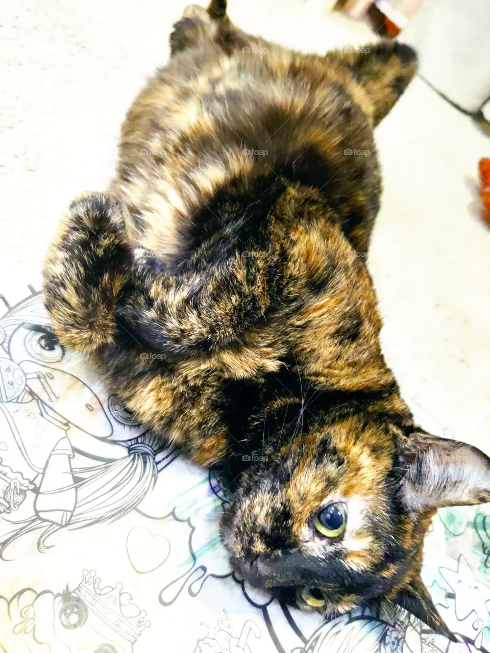 Favorite kitty