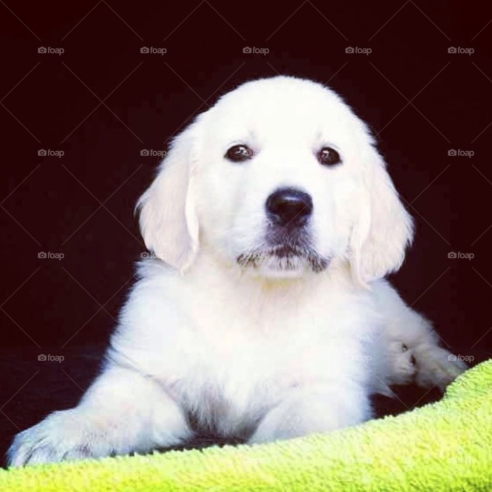 Golden retriever puppy