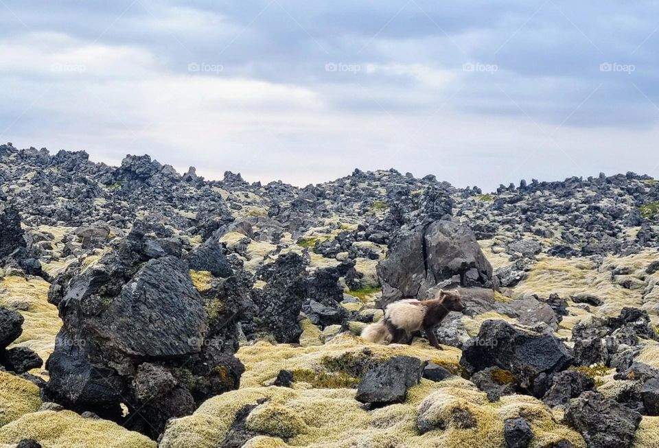 Arctic fox in spring coat on mossy  lava field