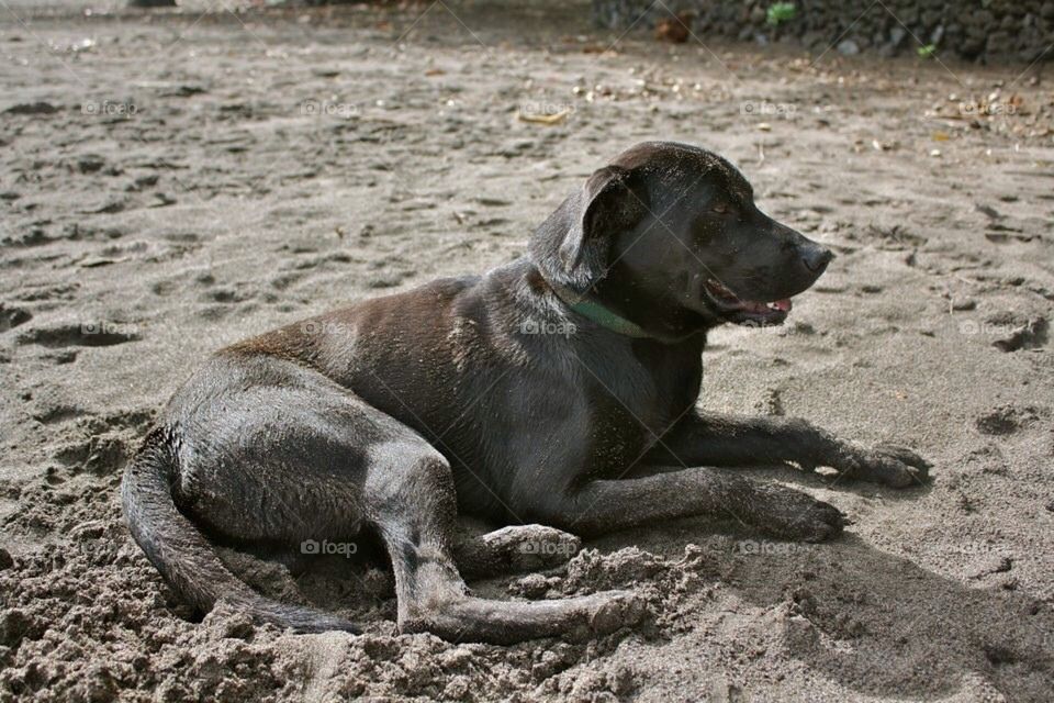 Sandy Dog