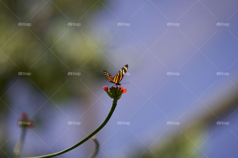 Elegant landing of a monarch butterfly which was just released into the wild after coming out of his cocoon. 