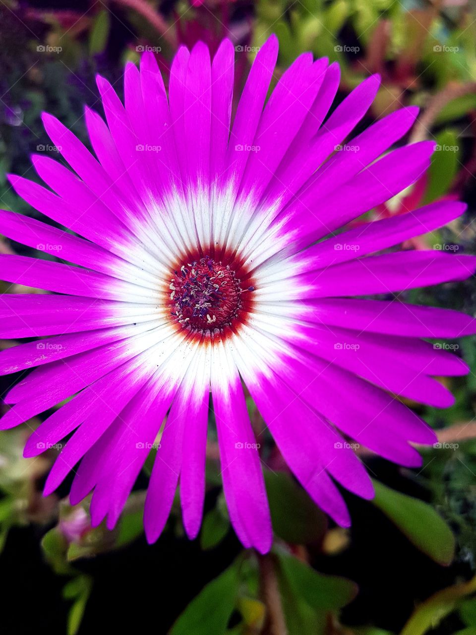 macro flower