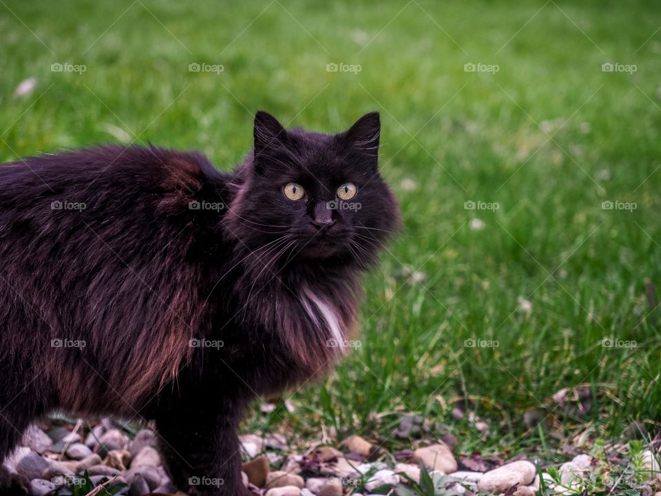 Friendly cat in the grass