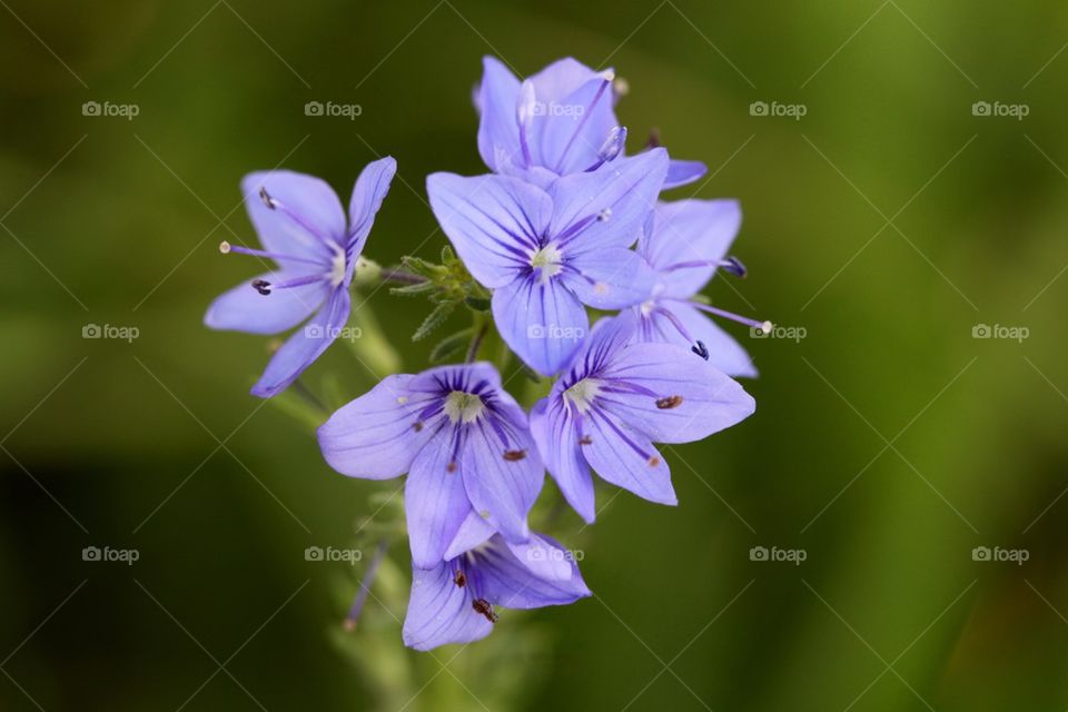 Veronica jacquinii