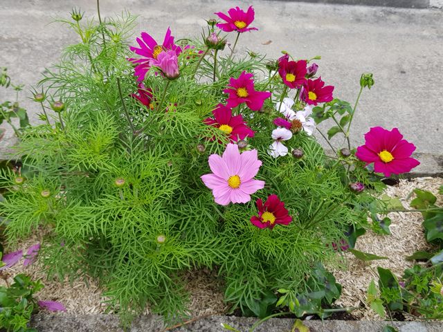 spring flowers