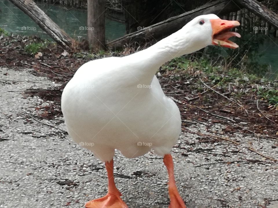 A very angry goose. There is a coming danger. Hurry up