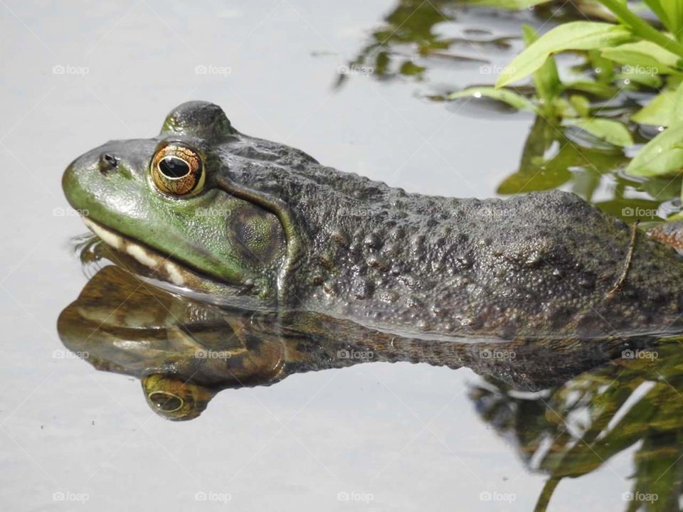 bullfrog in pond