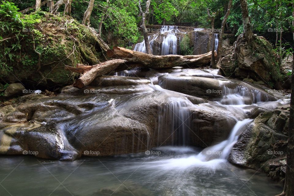 Stream flowing through forest