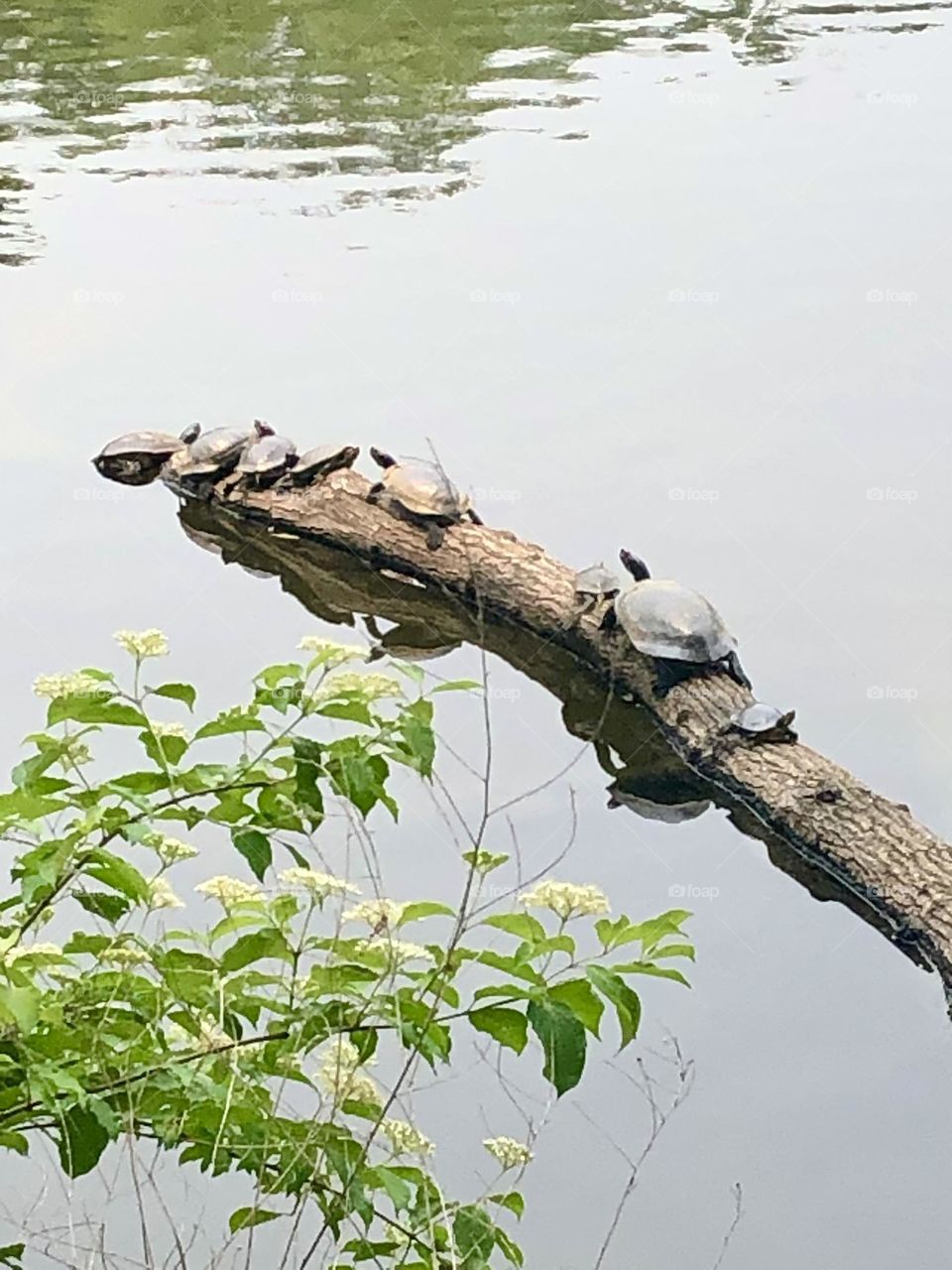 Relaxing Tortoise over the water 💦 🐢 