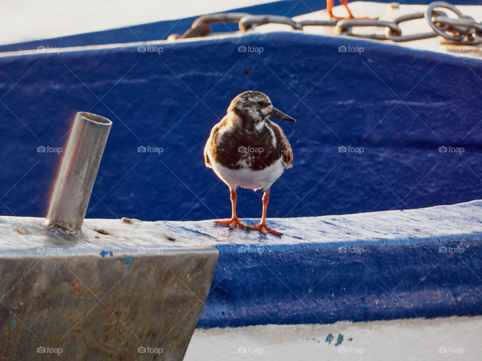 Precioso pájaro mirando de lado, posado en un barco pesquero a la luz del atardecer