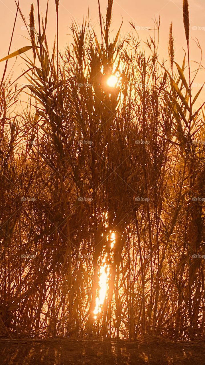 CatTails have bloomed during the chilly Night Temps. The Evening Sun Powers it way through the Grassy Reeds to Produce Rays of gleaming Sparkles of Light.