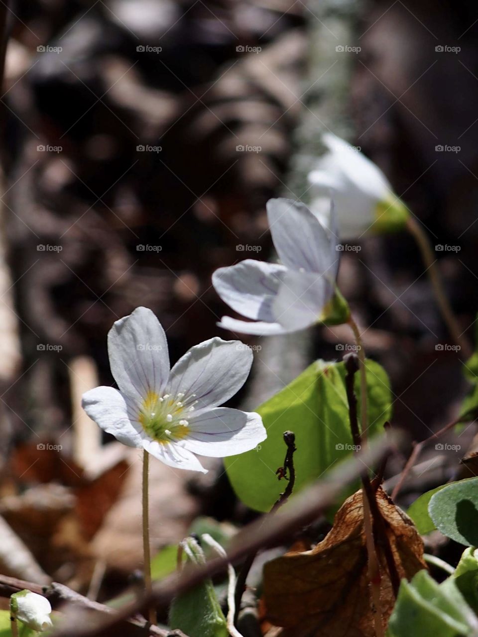 sun kissed hare cabbage flower