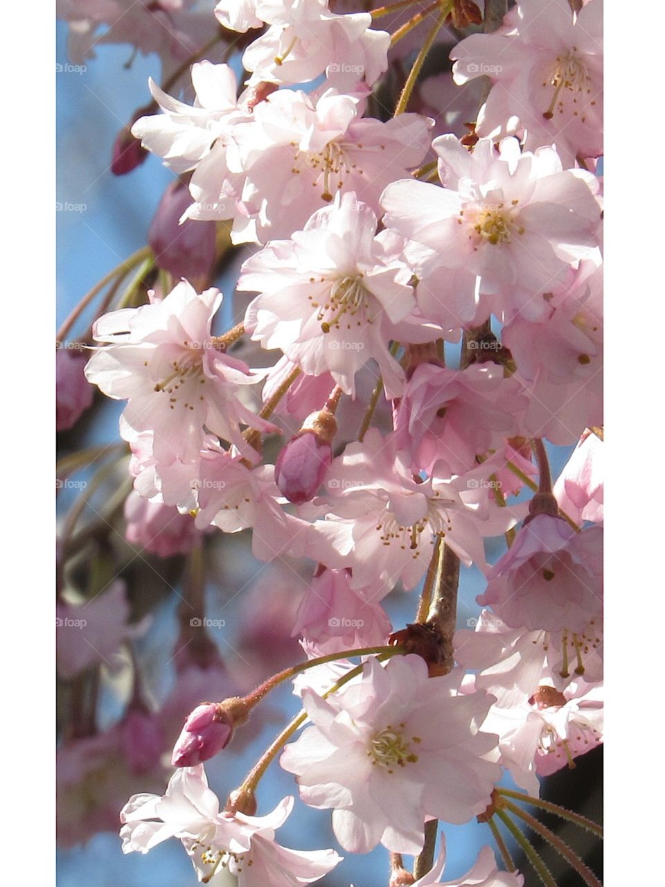 Cherry blossoms 