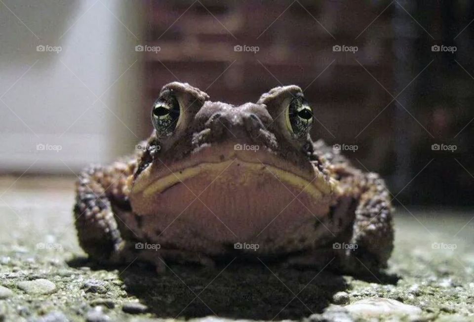 toad