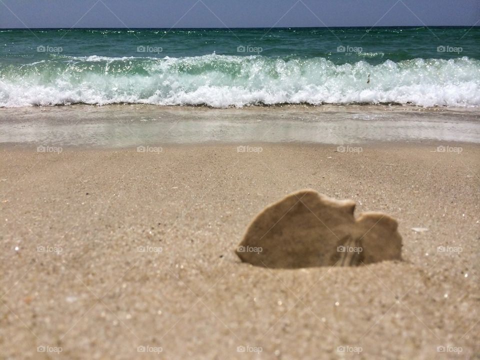 Sand dollar 