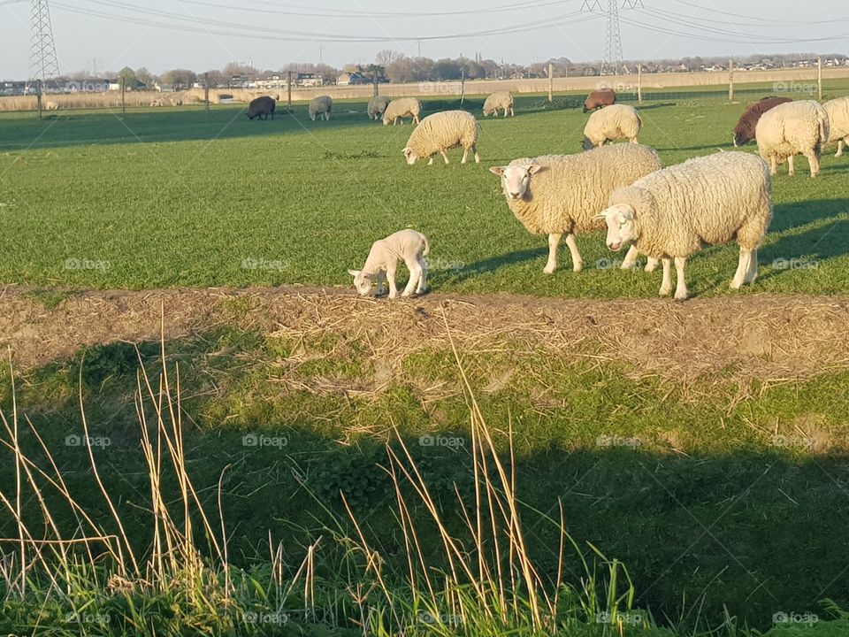 The baby sheep are back. Spring!
