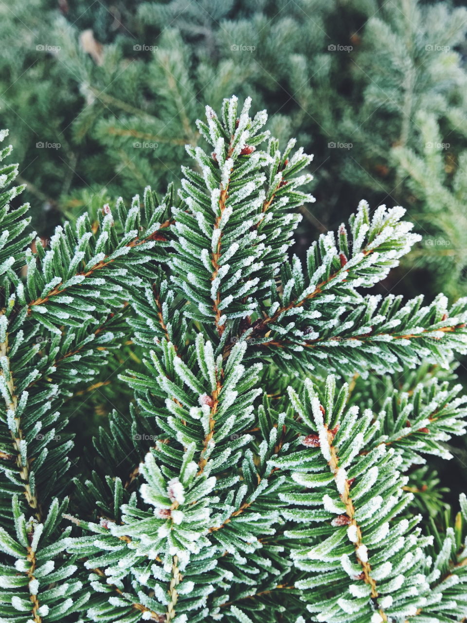 Close-up of pine branch