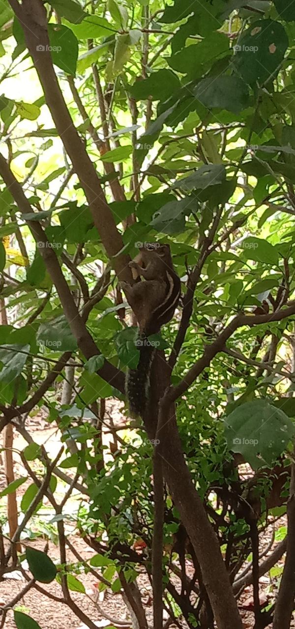 squirrel 🐿️ eating