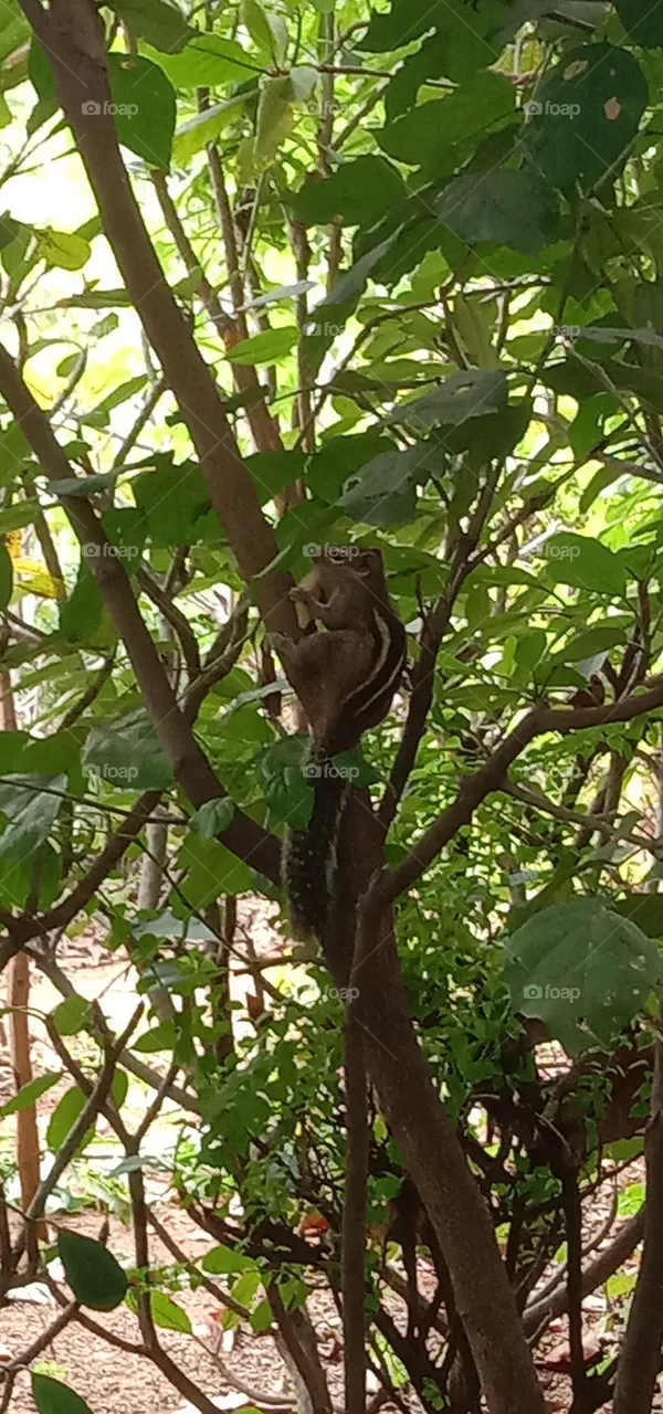 squirrel 🐿️ eating