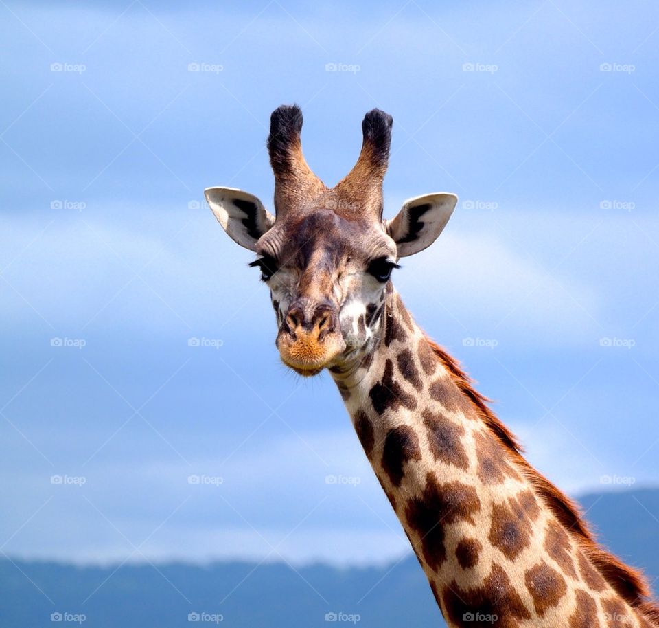 Giraffe looking at camera