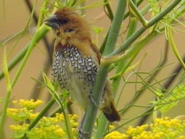 Scaly-breasted Munia- Bird