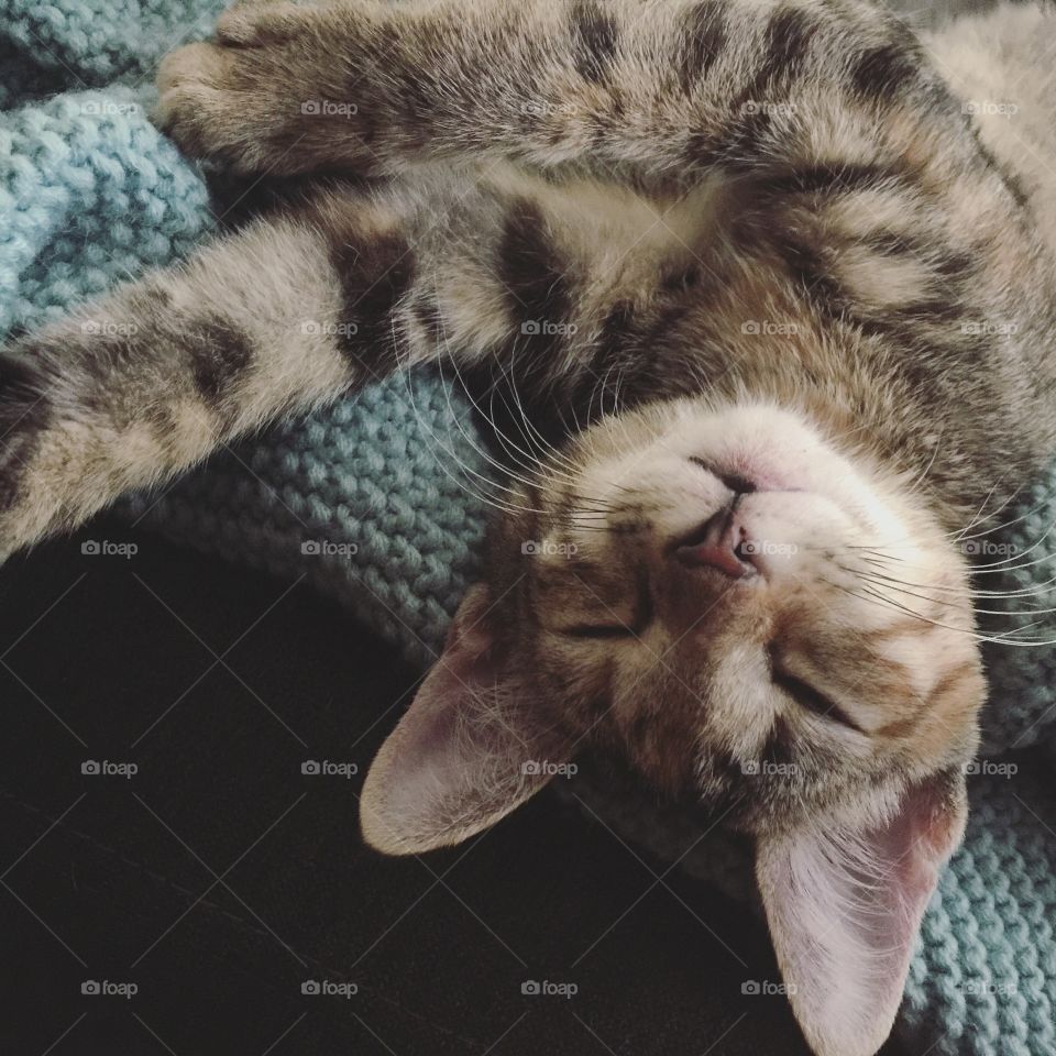 Cat, Animal, Mammal, Pet, Cute