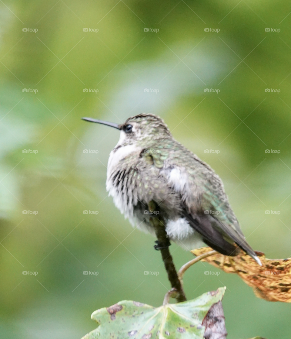 Gorgeous hummingbird perched on branch with fall colors.