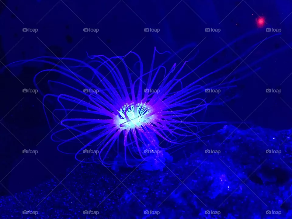 Anemone 